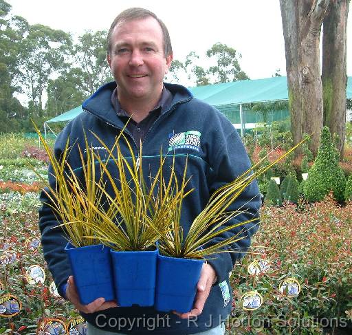 Libertia Malcolm Thompson 